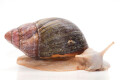 Archachatina purpurea Guinea albino body adult